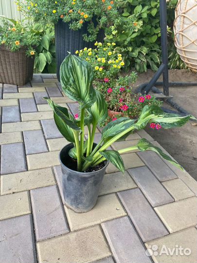 Хоста гибридная Вирлвиид