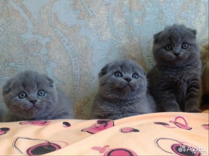 Шотландские клубные котята