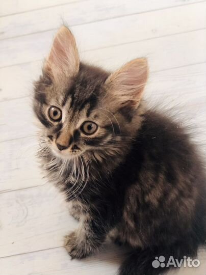 Отдам котят в добрые руки