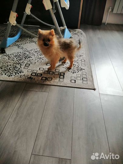 Шпиц 2 месяца