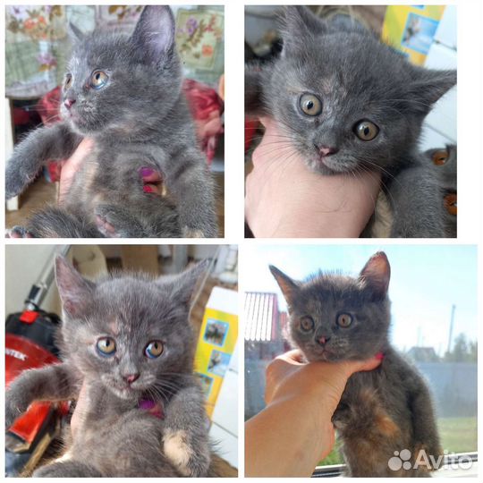 Кошка в дар бесплатно