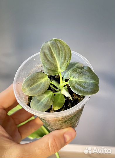 Филодендрон меланохризум