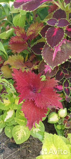 Колеус(крапивка)