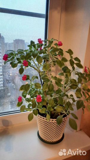 Ванька мокрый Бальзамин