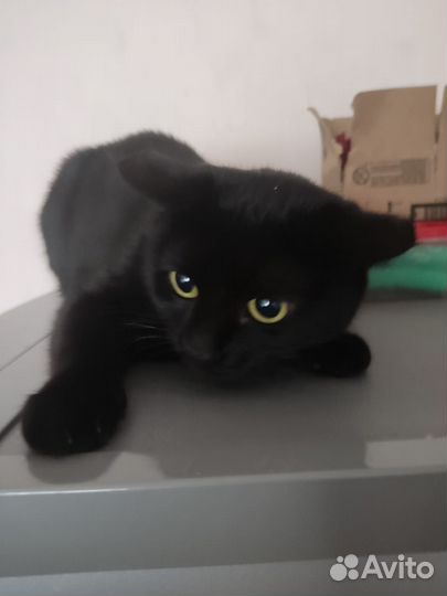 Кошка в дар