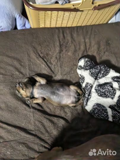 Собаки щенки