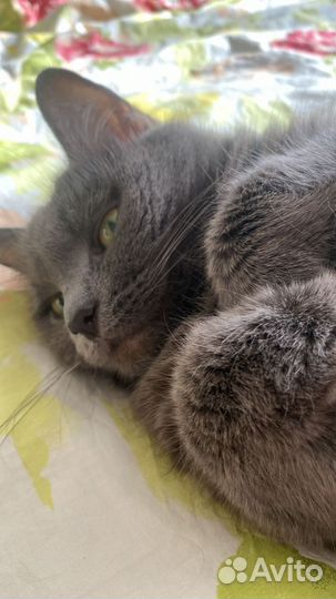 Кошка