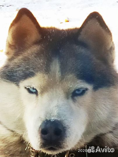 Собаки хаски