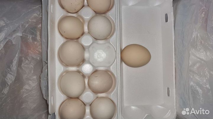 Яйцо деревенское