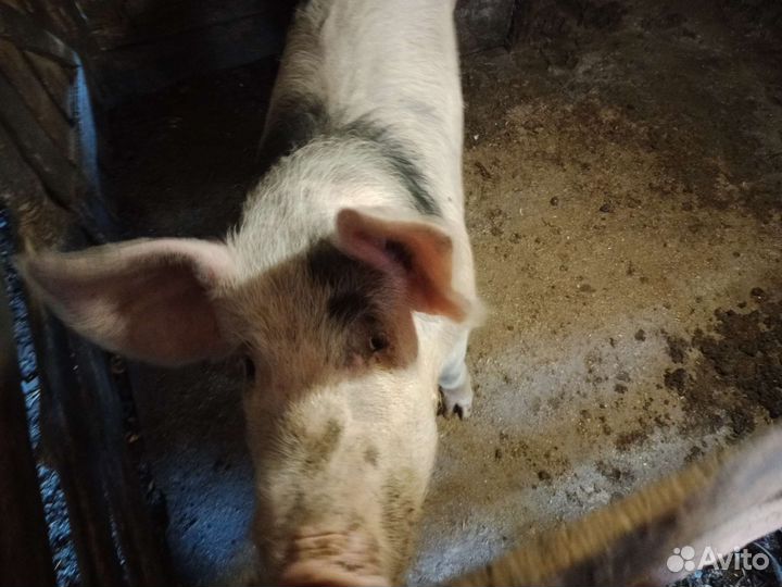 Хряк на племя