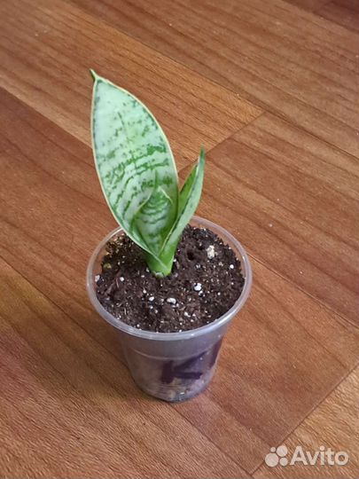 Сансевиерия ханни крем