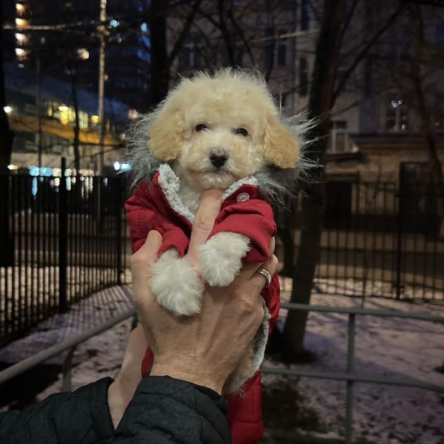 Мальтипу ф1 мини мальчик