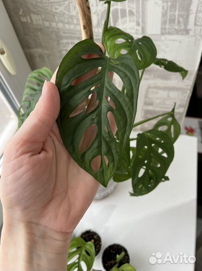 Монстера манки маск