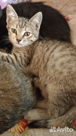 Котенок девочка в добрые руки