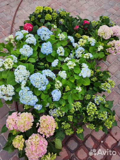 Гортензия цветущая