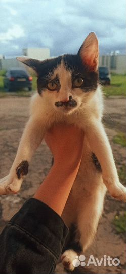 Приют для котят