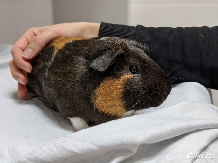 Чернышка в добрые руки