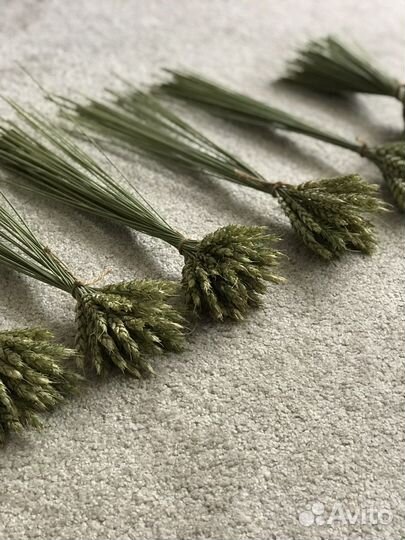 Сухоцветы пшеница