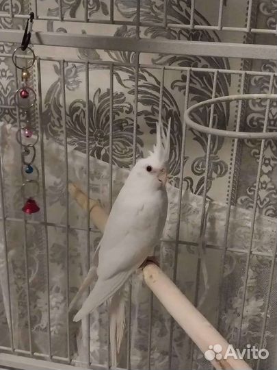 Попугай корелла самка