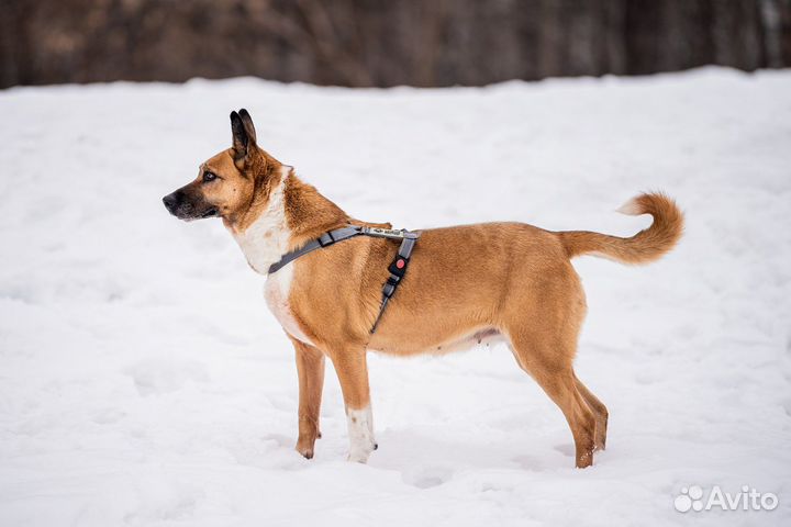 Собака в дар