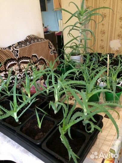 Алоэ (столетник) лекарственный