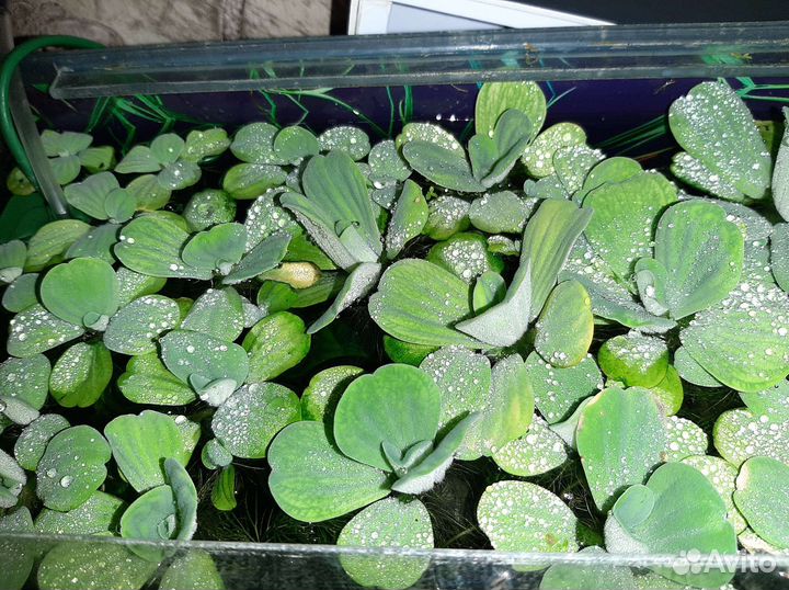 Пистия, растения в аквариум