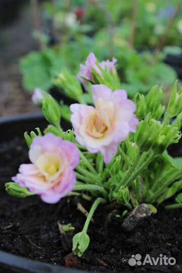 Примула садовая