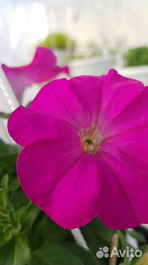 Рассада цветы и овощей