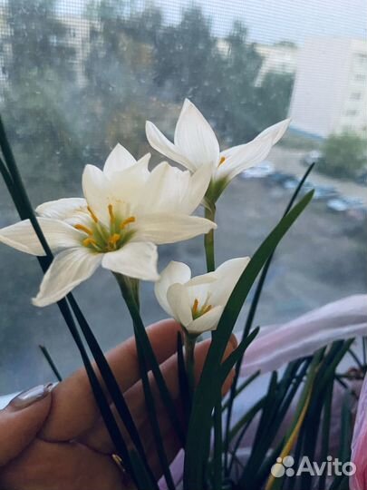 Зефирантес