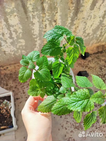 Мята мелисса