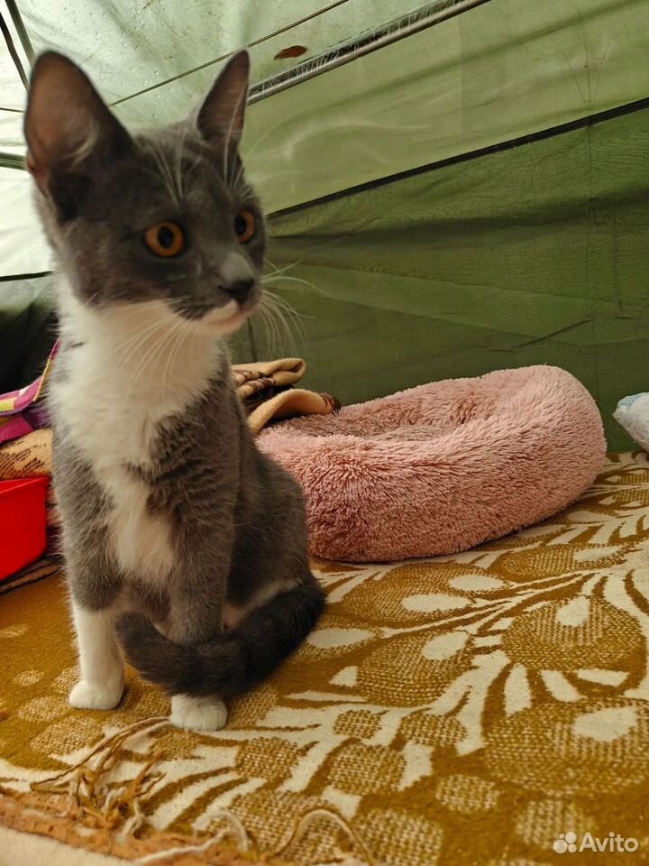 Котёнок в добрые руки, Краснодар