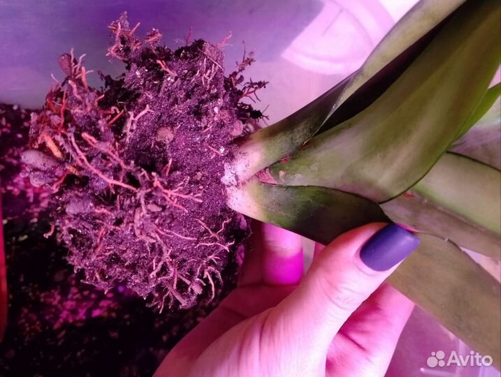 Сансевиерия moonshine