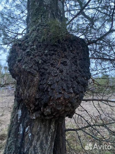 Сувель березовый