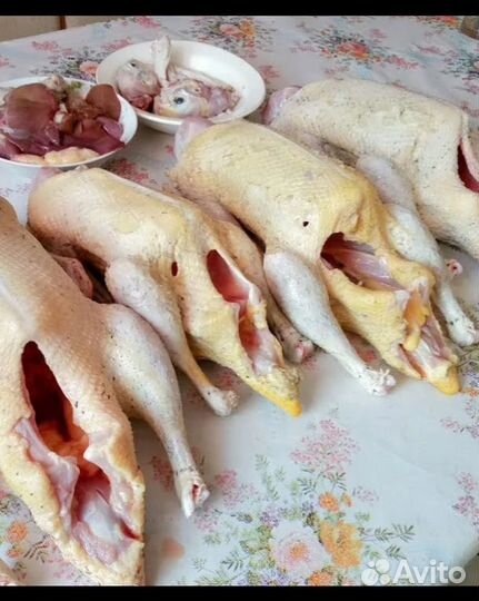 Режу индоуток(шипун) под заказ