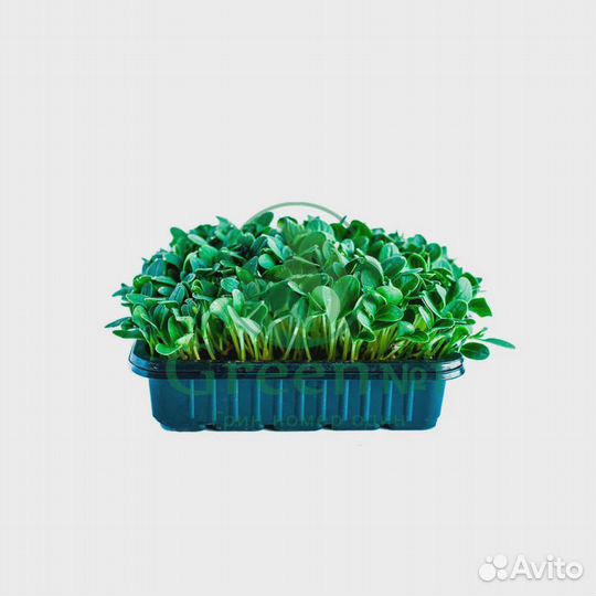 Качественная микрозелень
