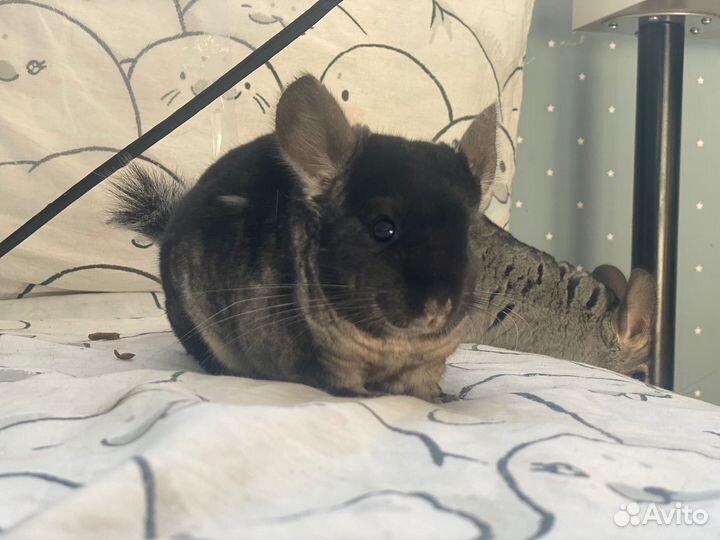 Шиншилла черный бархат