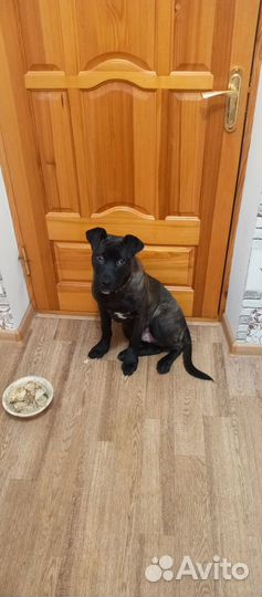 Продам щенка 6 месяцев,привитый,паспорт есть