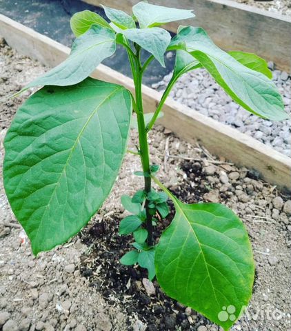 Черника форте семена