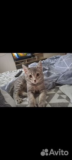 Котёнок