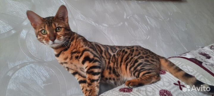 Бенгальские котята
