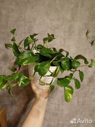 Сциндапсус золотистый