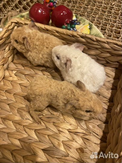 Морская свинка американский тедди