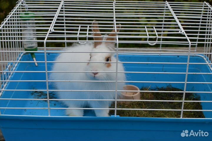 Декоративные кролики