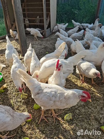 Инкубационное яйцо леггорн