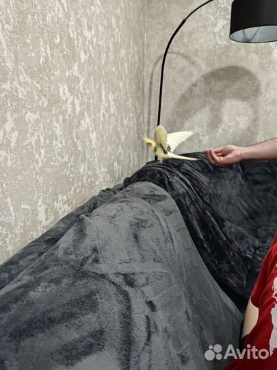 Попугай корелла