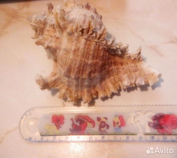 Раковина морская Ракушки для аквариума, кораллы, р