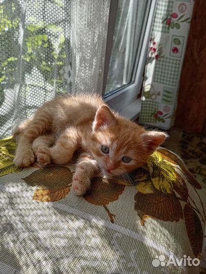 Кошка котёнок