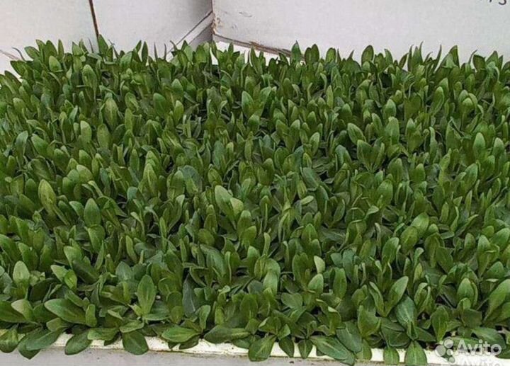 Сеянцы эустомы оптом