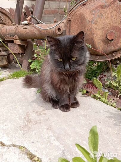 Сибирский кот