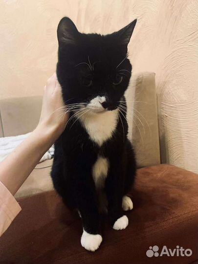 Кошка в дар 1 год, стерилизована